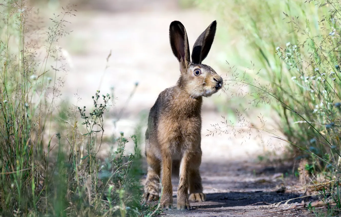 Photo wallpaper summer, nature, hare