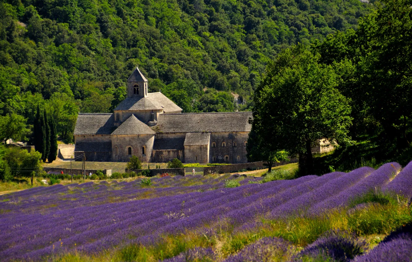 Photo wallpaper France, lavender, plantation, Provence, senanque Abbey