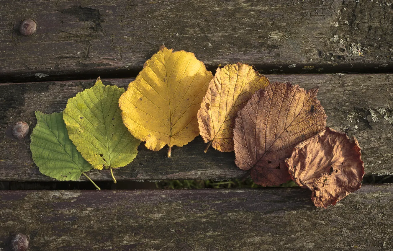 Photo wallpaper autumn, leaves, Autumn, leaves