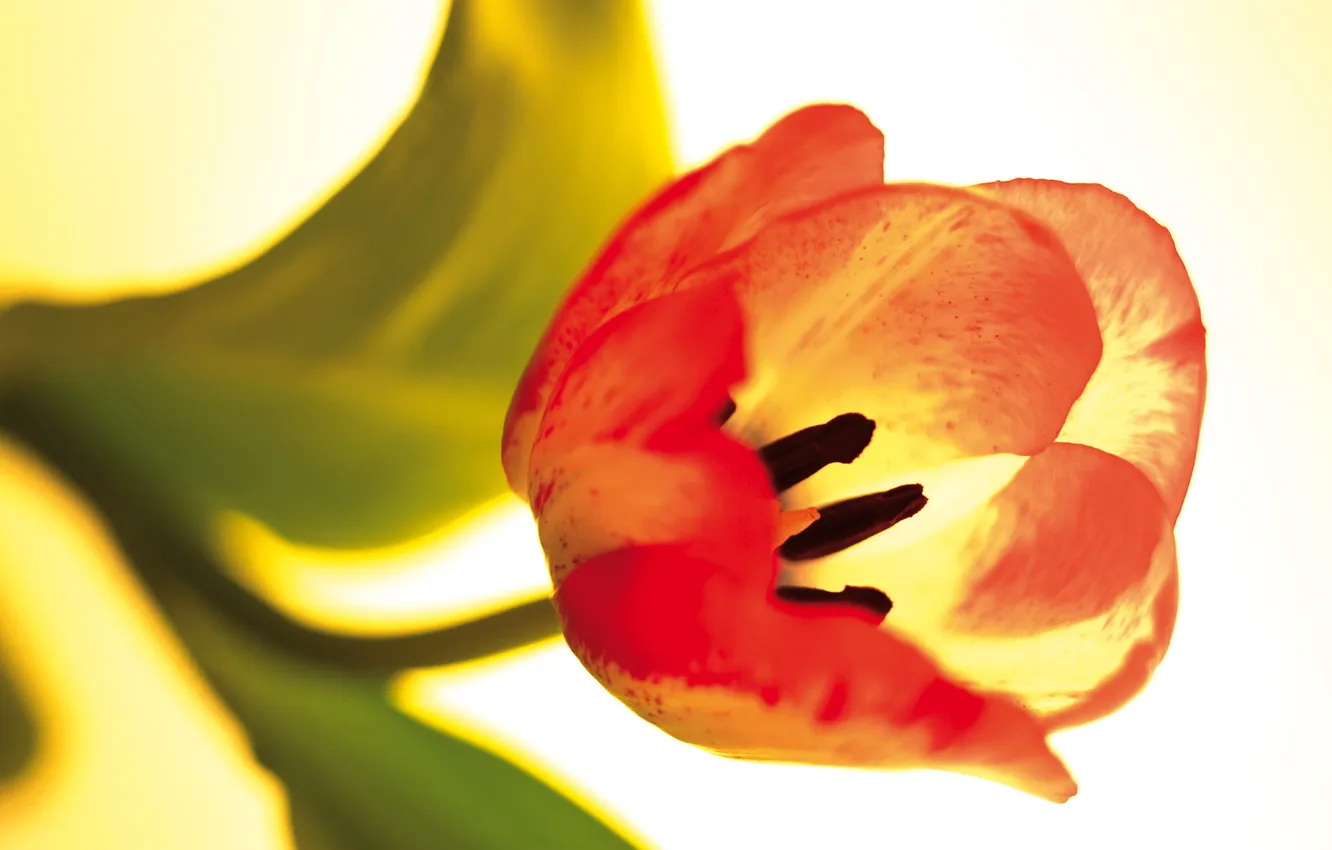 Photo wallpaper flower, Tulip, petals