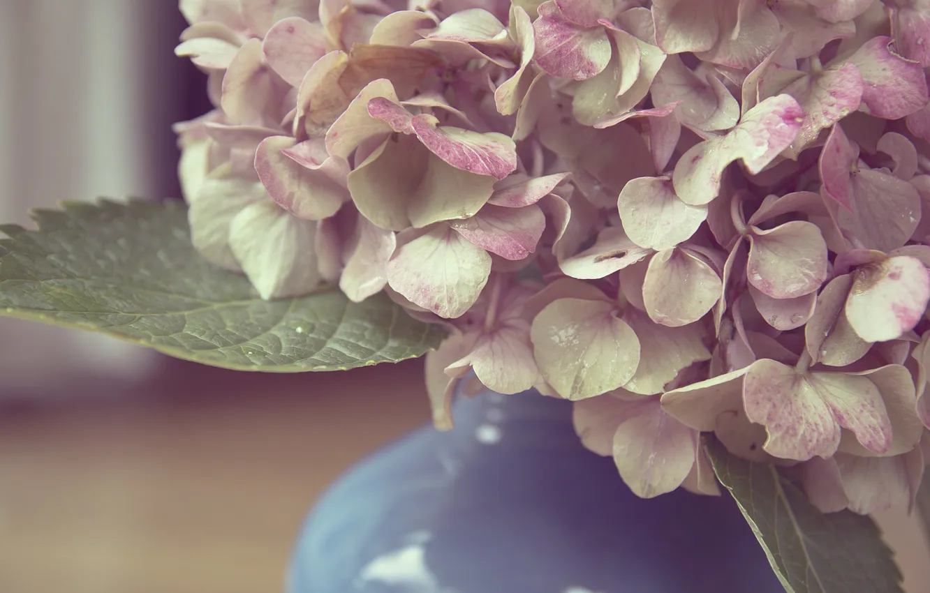 Photo wallpaper flowers, petals, vase, pink, white