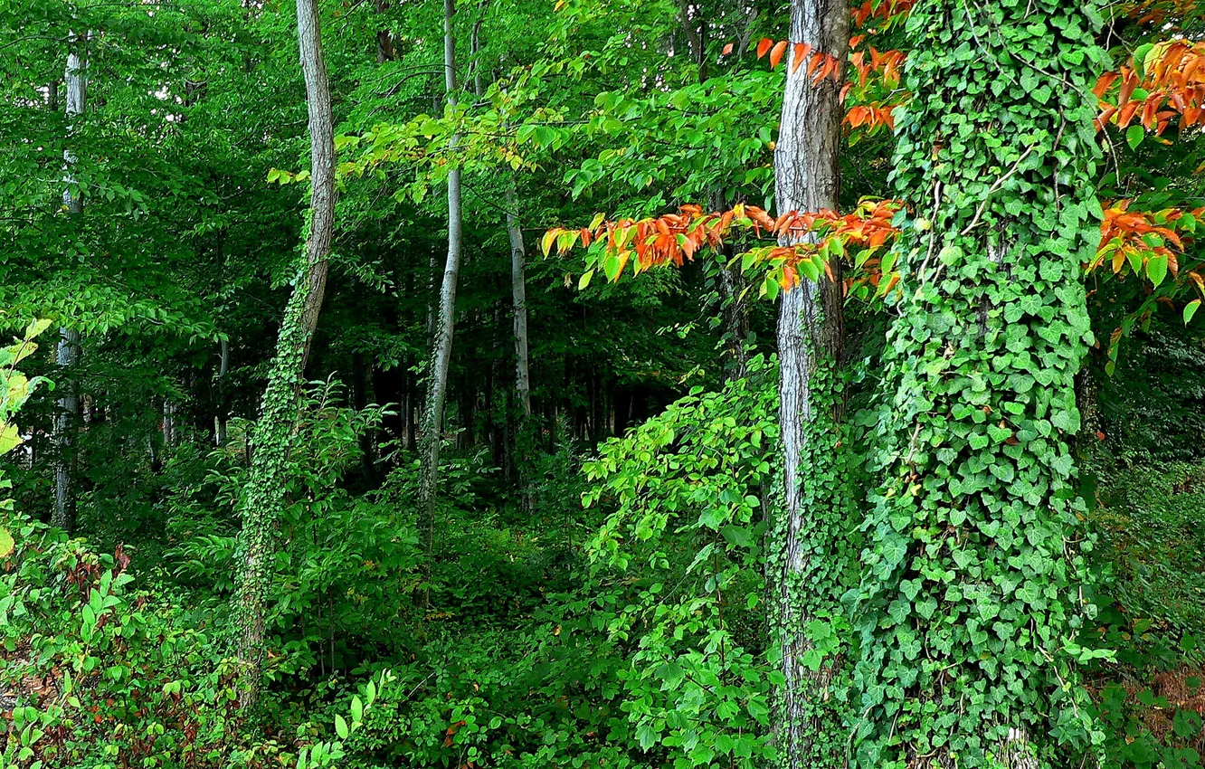 Photo wallpaper forest, leaves, trees, thickets
