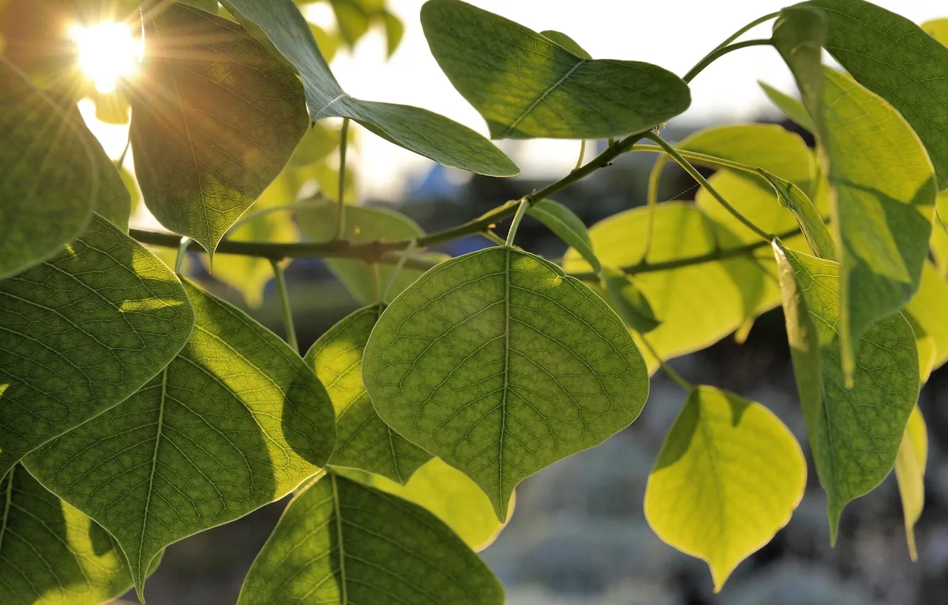 Photo wallpaper summer, leaves, the sun, rays, light, trees, branch