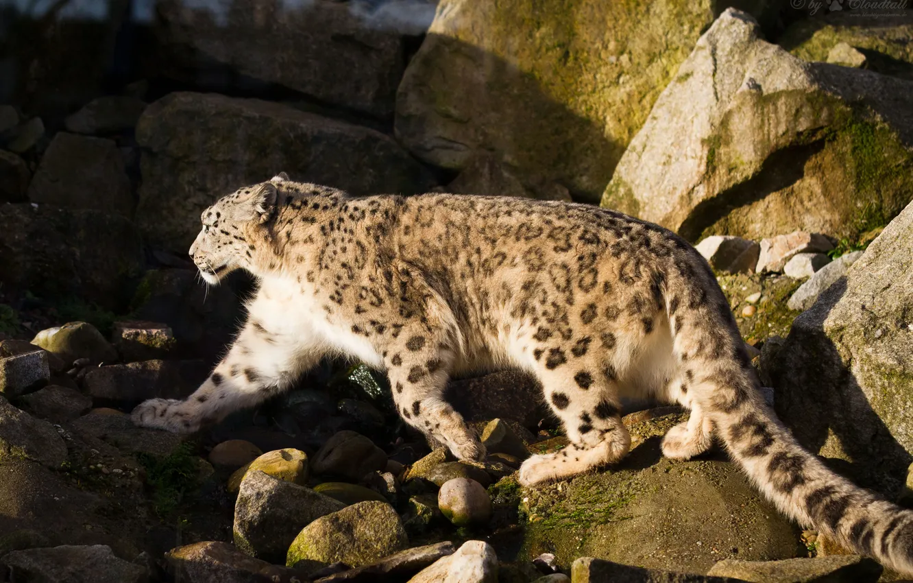 Photo wallpaper cat, the sun, stones, profile, IRBIS, snow leopard