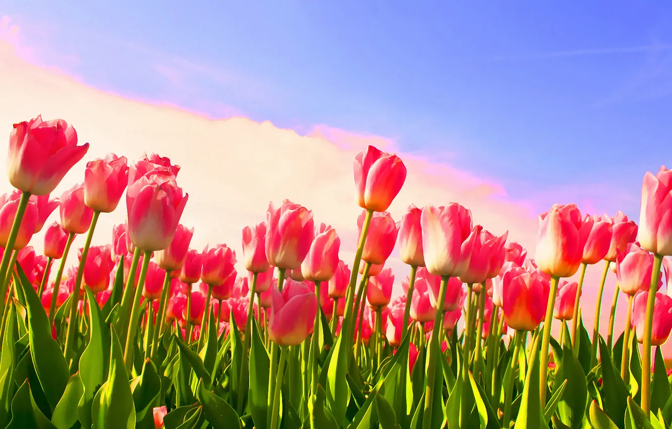Photo wallpaper flower, flowers, stems, Tulip, spring, tulips, buds
