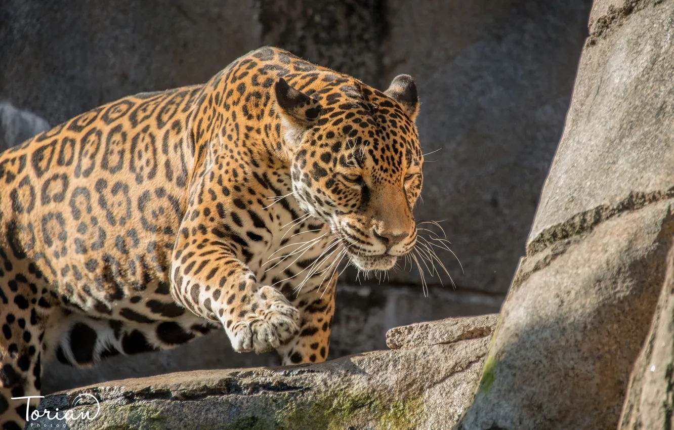 Photo wallpaper stones, rocks, predator, Jaguar, wild cat