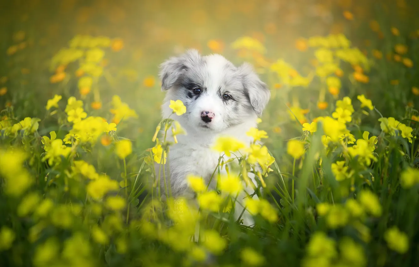 Photo wallpaper flowers, dog, puppy, bokeh, the border collie