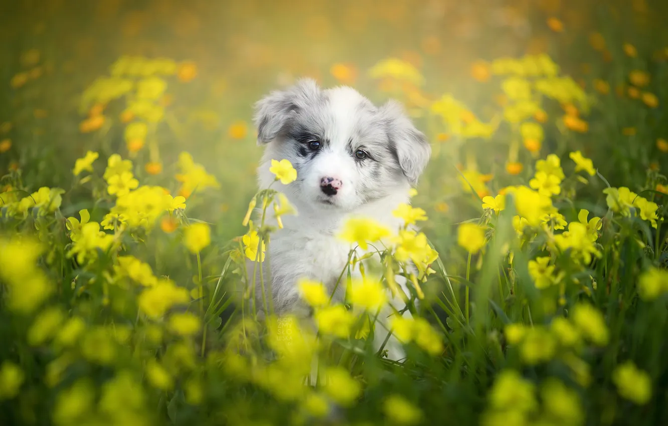 Photo wallpaper flowers, dog, puppy, bokeh, The border collie
