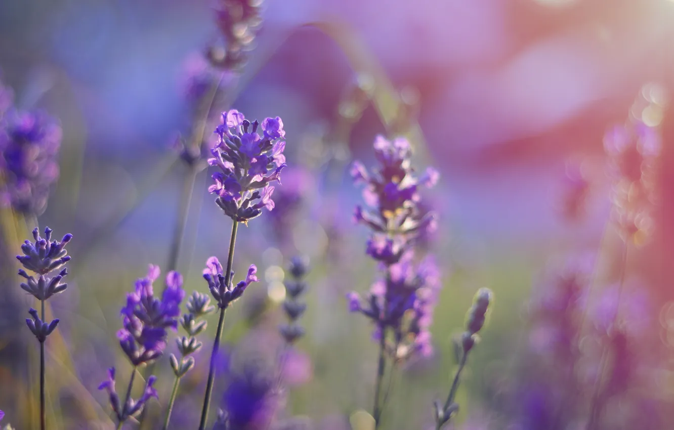 Photo wallpaper field, purple, field of flowers, field, bokeh, bokeh, purple, field of flowers