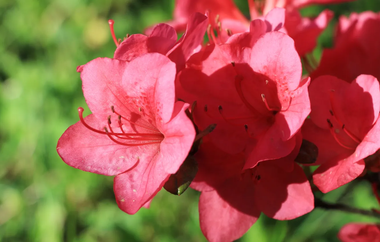 Photo wallpaper red, flower, Azalea