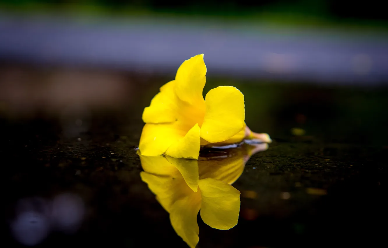 Photo wallpaper flower, nature, beautiful flowers, Yellow flower