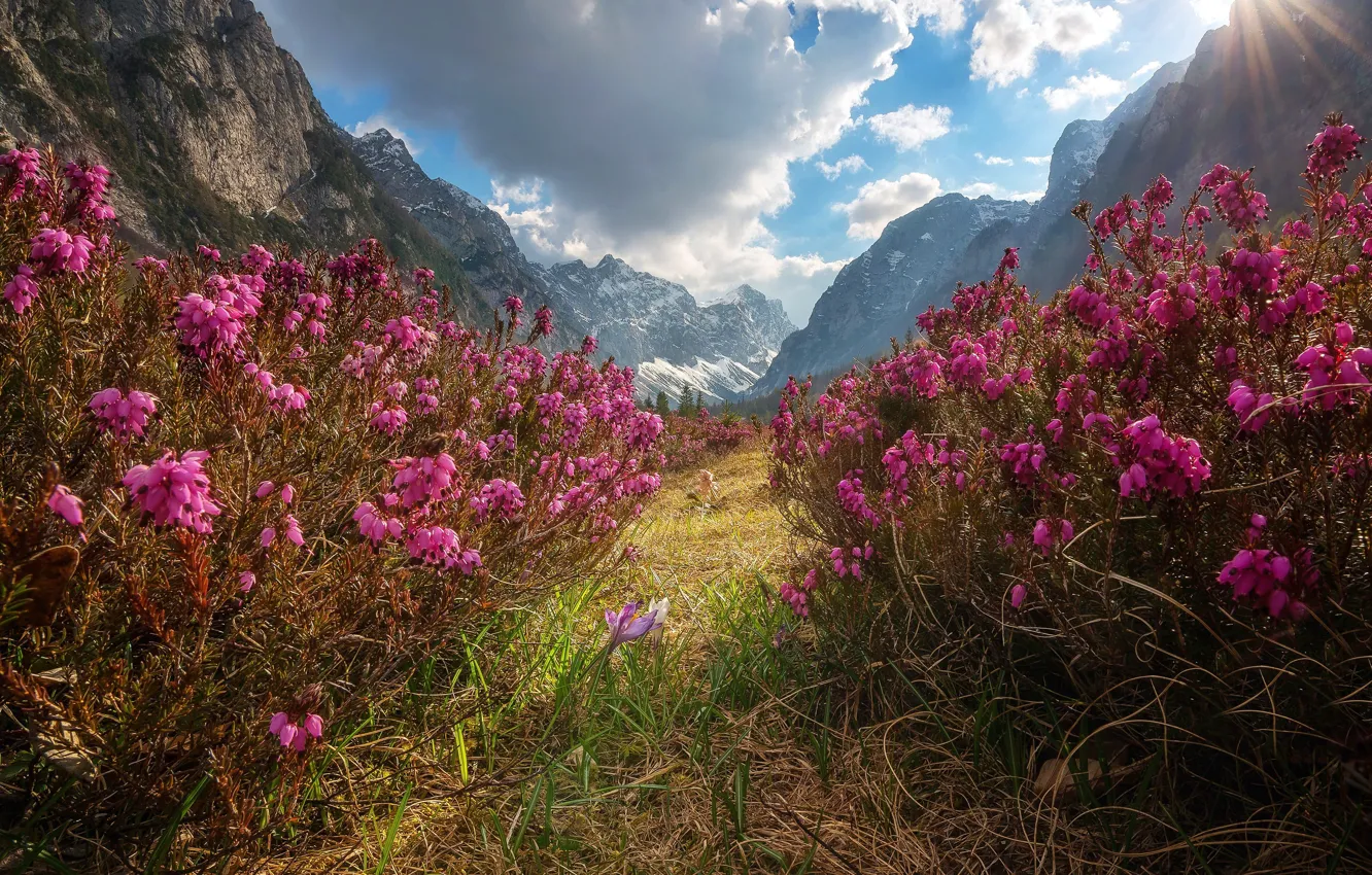 Photo wallpaper flowers, mountains, nature