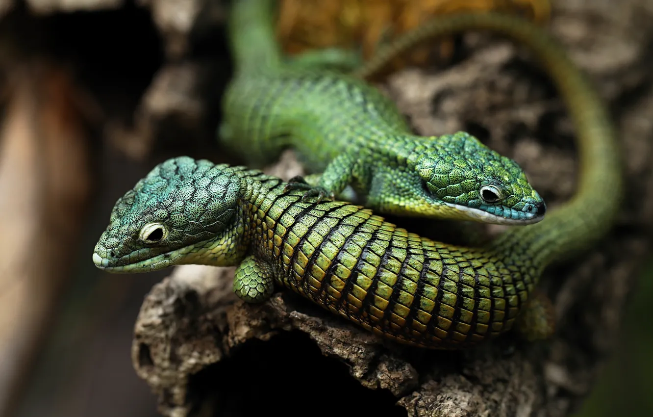 Photo wallpaper trees, pose, two, lizard, a couple, reptile, the hollow