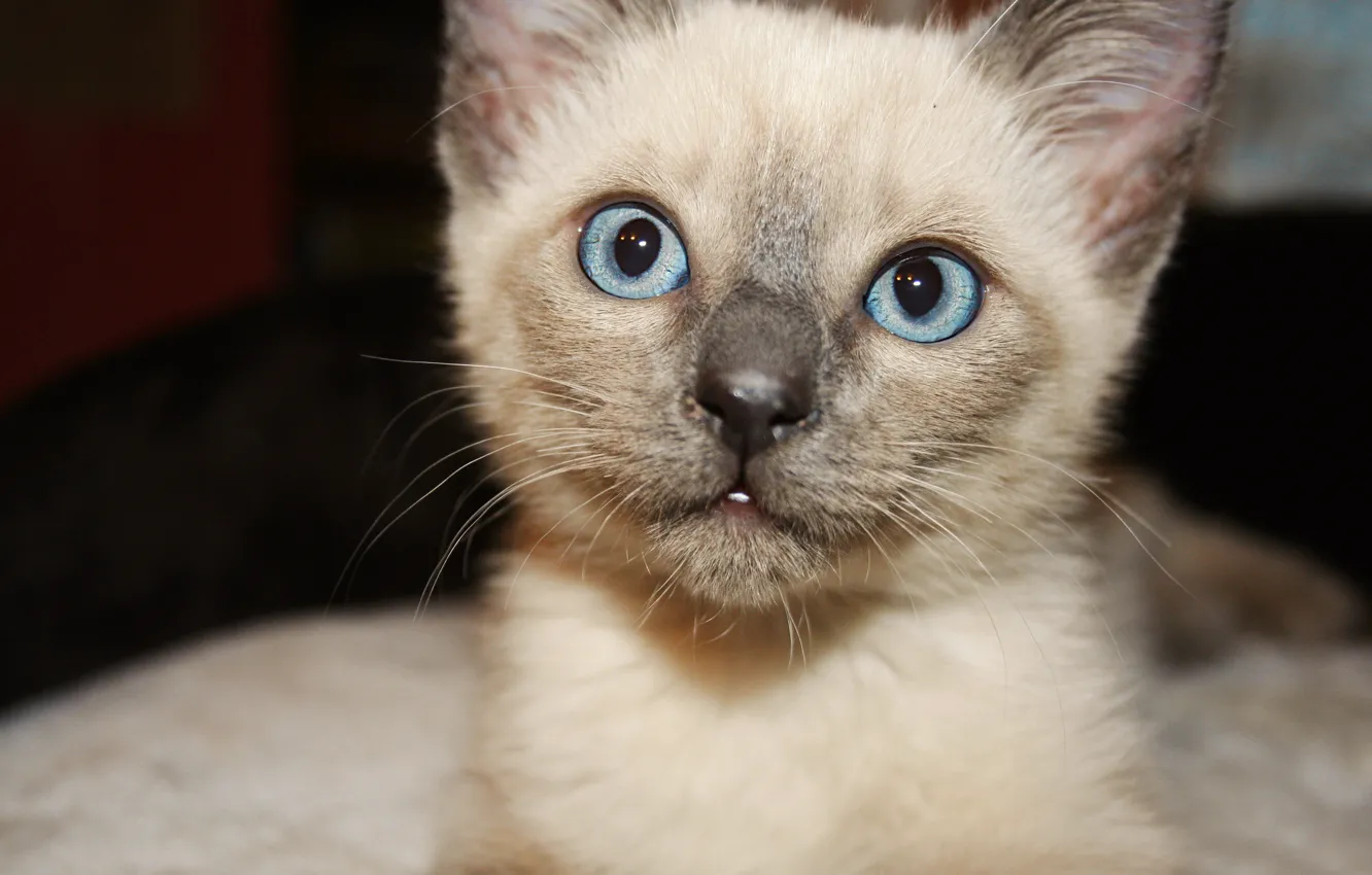 Photo wallpaper cat, eyes, blue