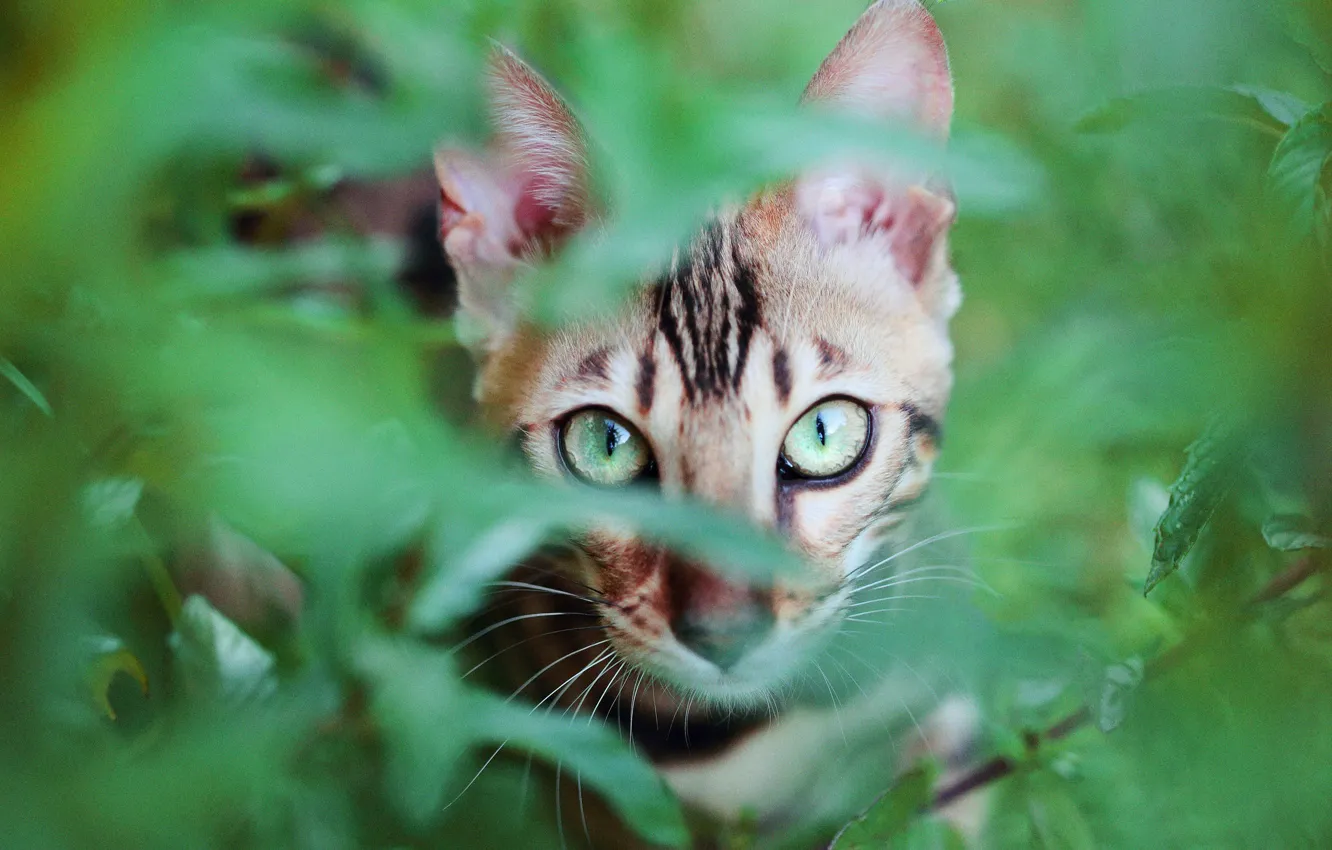 Photo wallpaper greens, cat, eyes, cat, look, face, leaves, branches