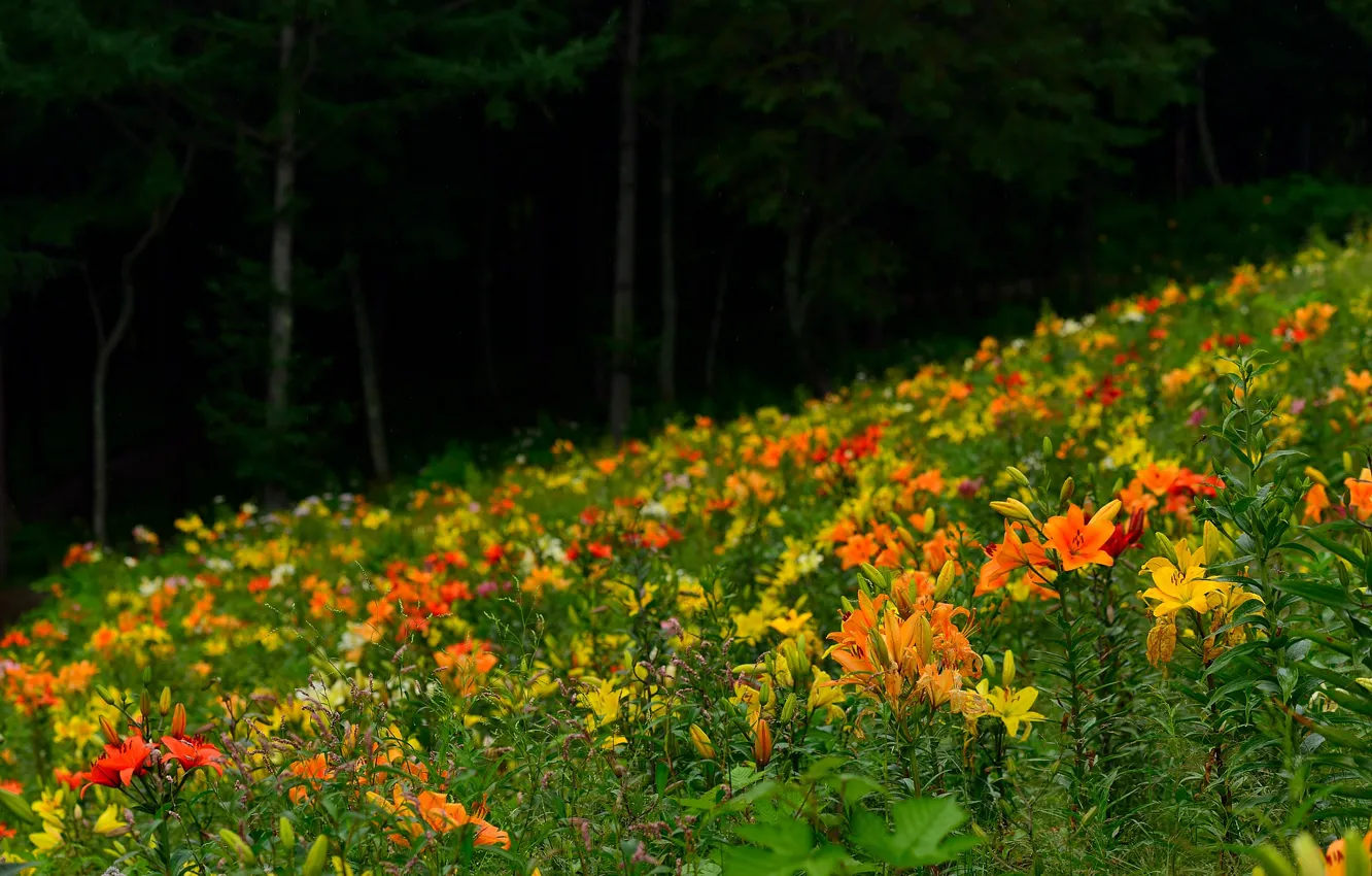 Photo wallpaper forest, trees, flowers, Lily, plant, petals, slope, meadow