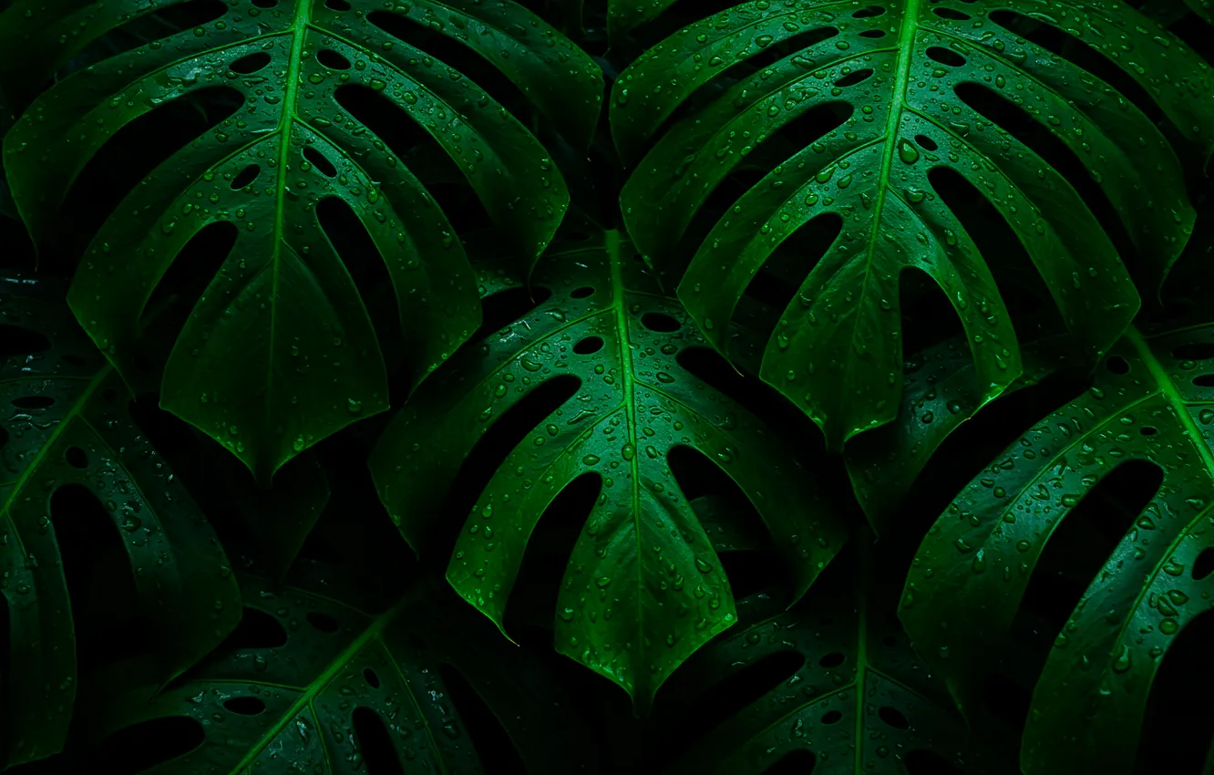 Photo wallpaper leaves, macro, green, water drops