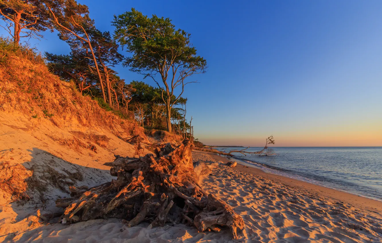 Photo wallpaper sand, sea, trees, dawn, shore, Germany, Mecklenburg-Vorpommern