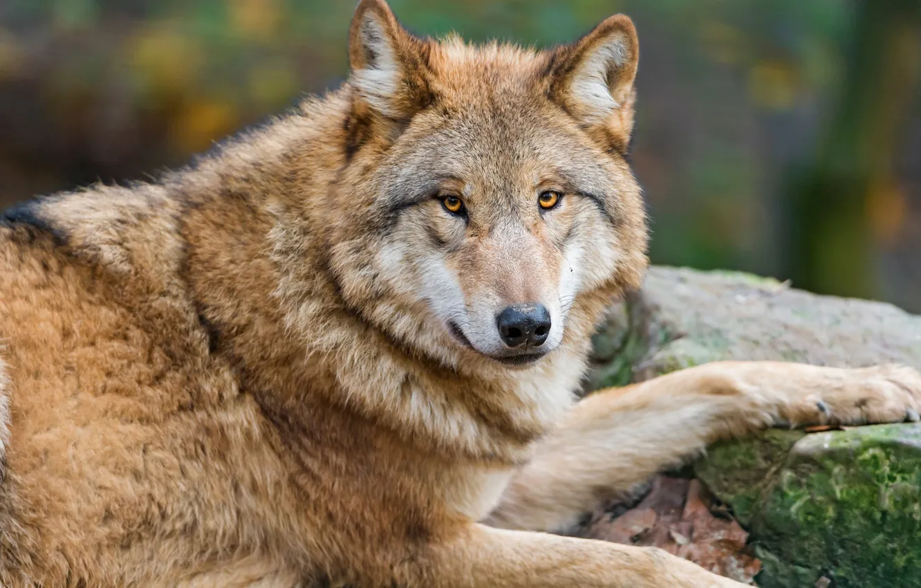 Photo wallpaper nature, Gray Wolf, face, animal, wolf, canis lupus, wildlife, head