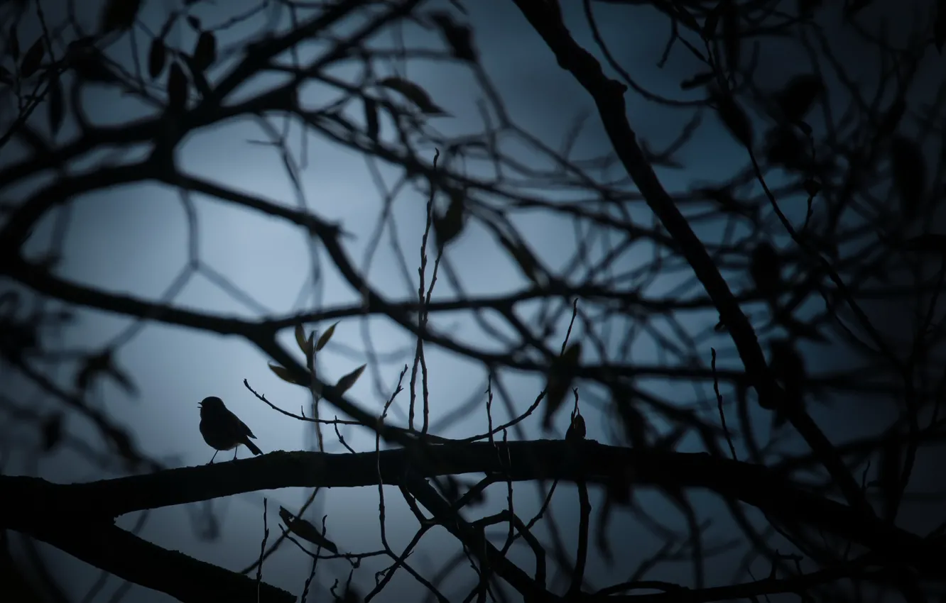 Photo wallpaper night, tree, bird