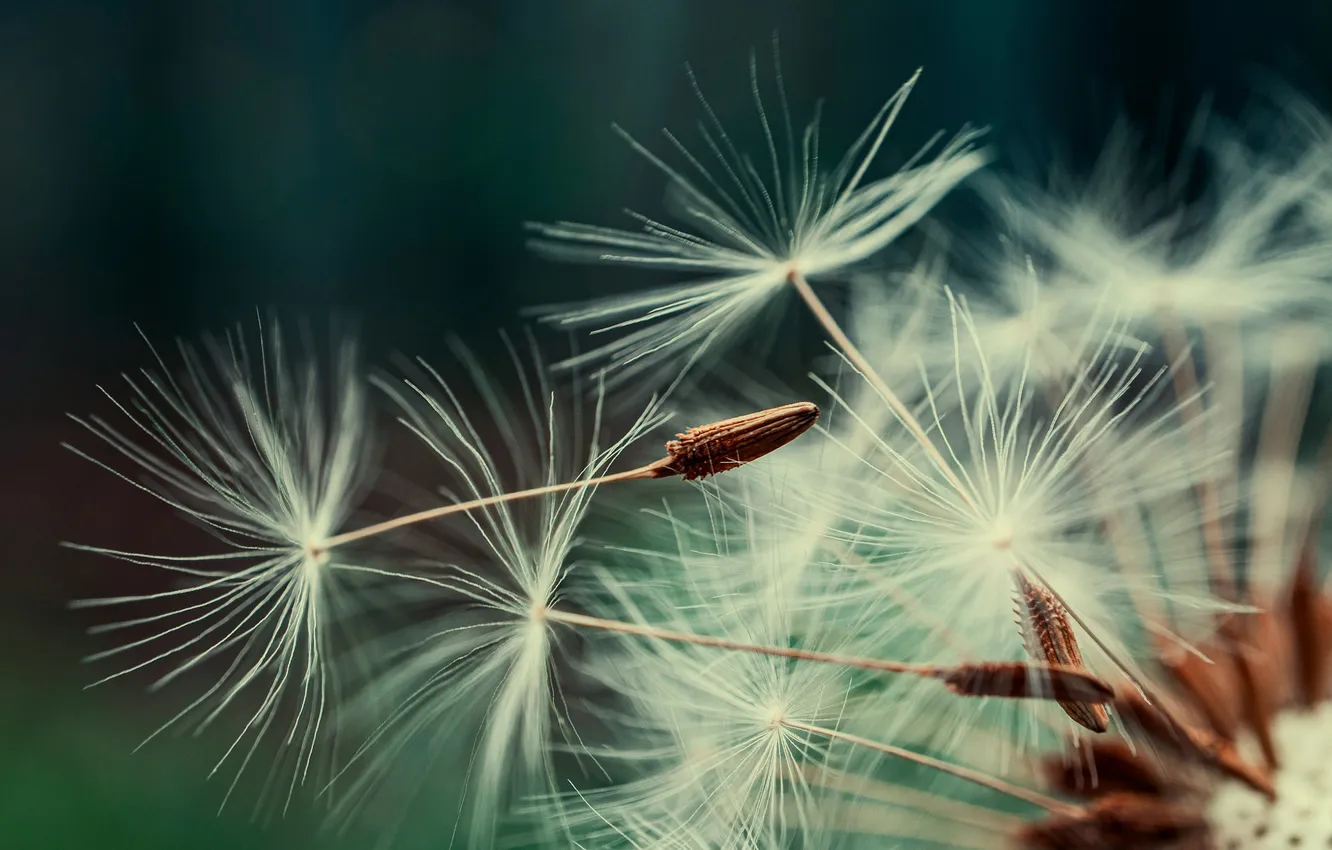 Photo wallpaper macro, dandelion, fuzzes