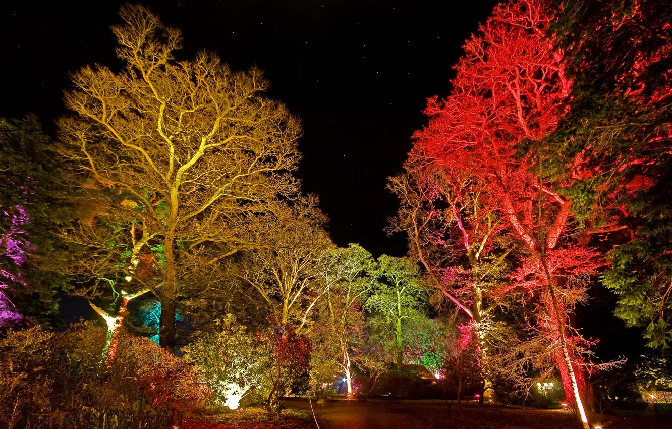 Photo wallpaper light, trees, night, Park