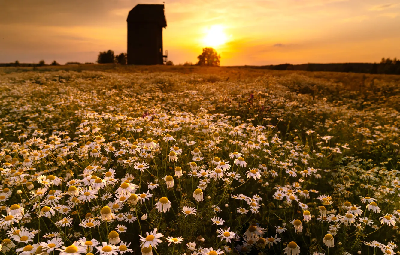 Photo wallpaper field, sunset, chamomile