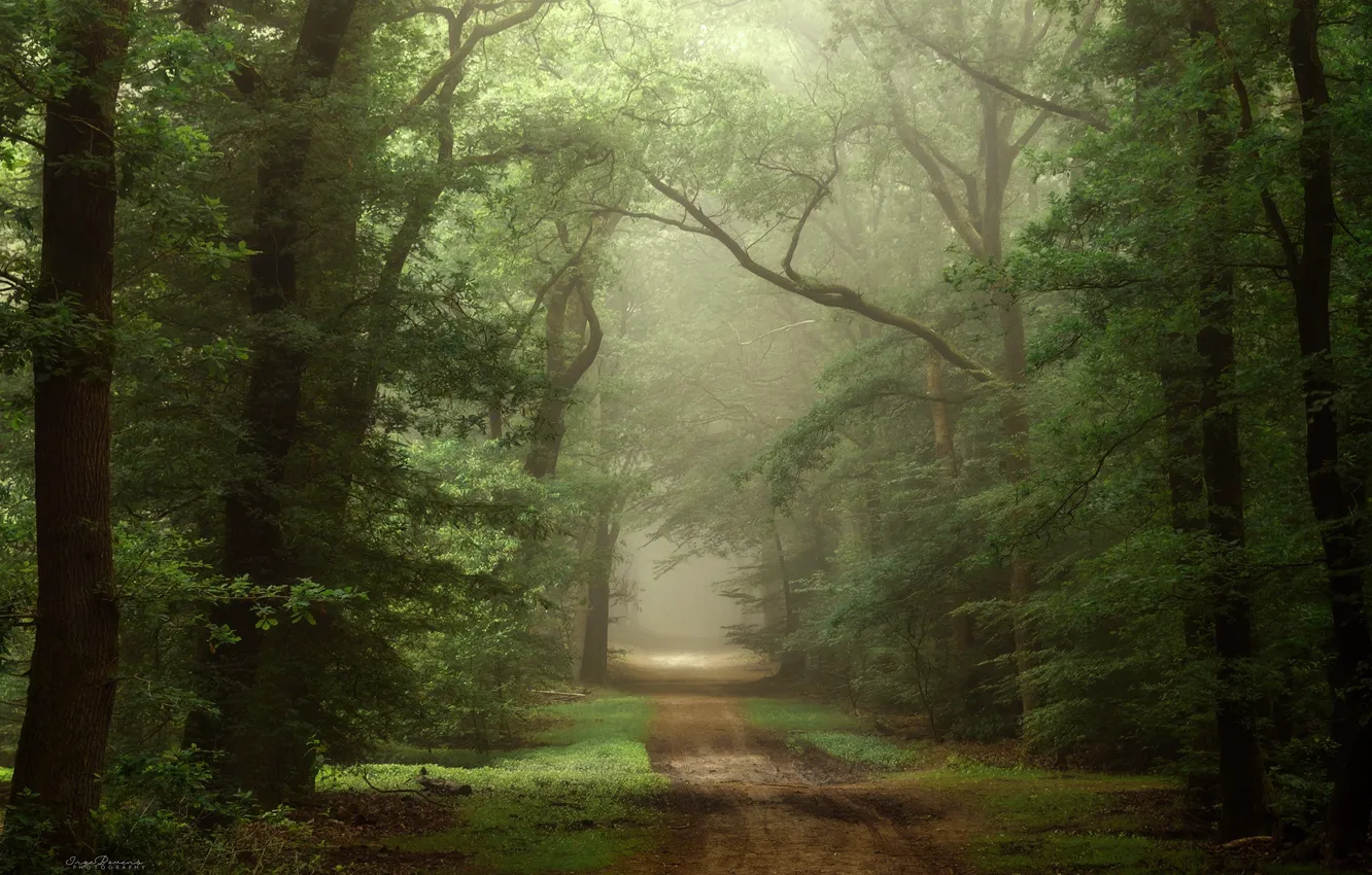 Photo wallpaper road, forest, trees, nature, spring