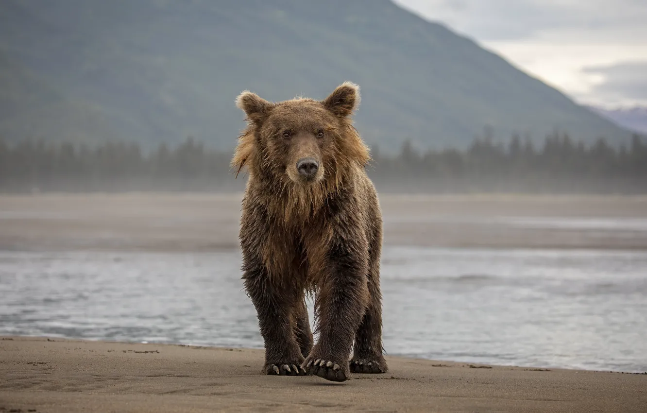 Photo wallpaper forest, look, mountains, nature, fog, shore, bear, walk