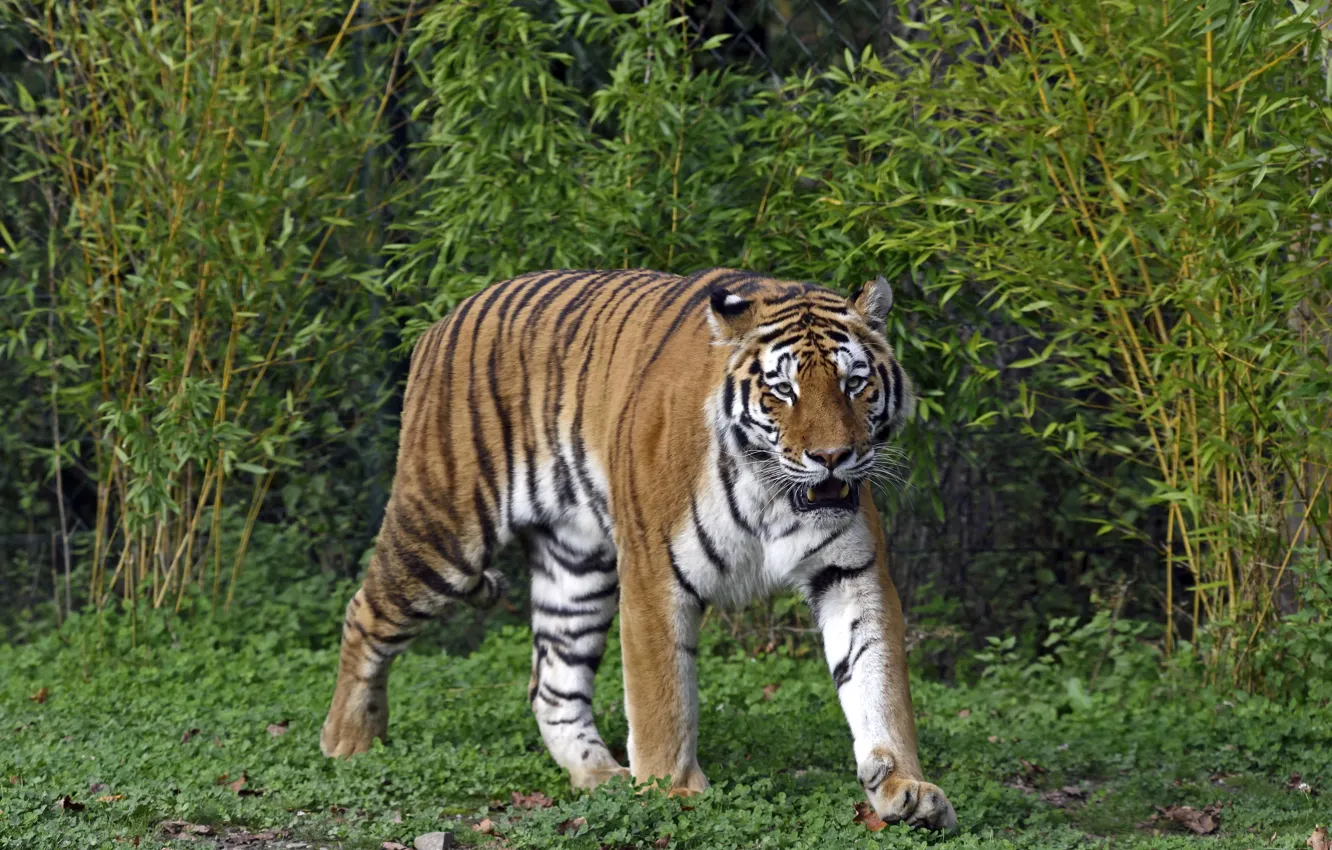 Photo wallpaper cat, grass, tiger, the bushes, Amur