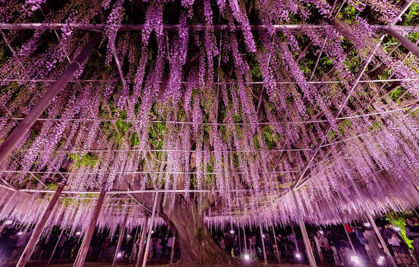 Photo wallpaper flowers, Wisteria, Wisteria