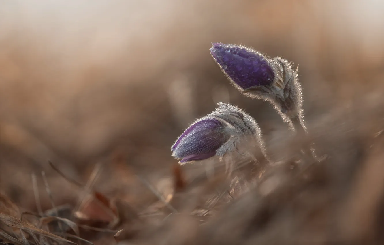 Photo wallpaper grass, drops, flowers, nature, Rosa, glade, blur, spring