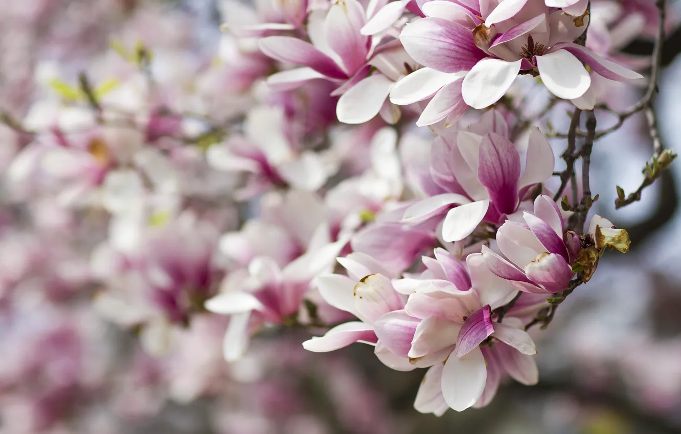 Photo wallpaper flowers, branches, spring, pink, flowering, Magnolia