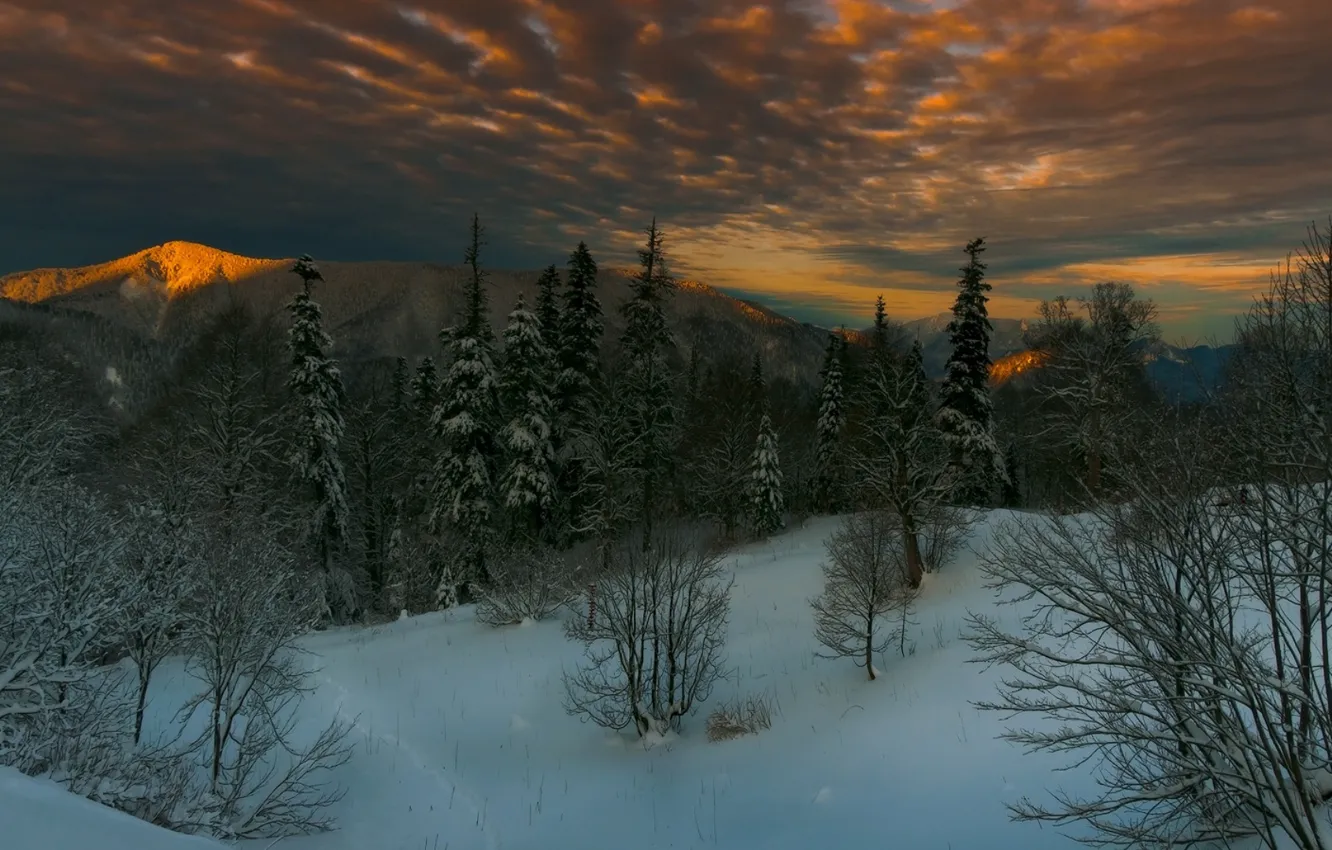 Photo wallpaper winter, forest, the sky, snow, trees, mountains