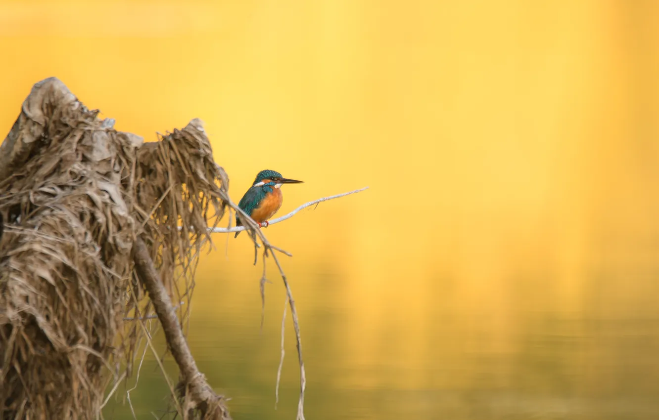 Photo wallpaper bird, water, alcedo atthis, straw