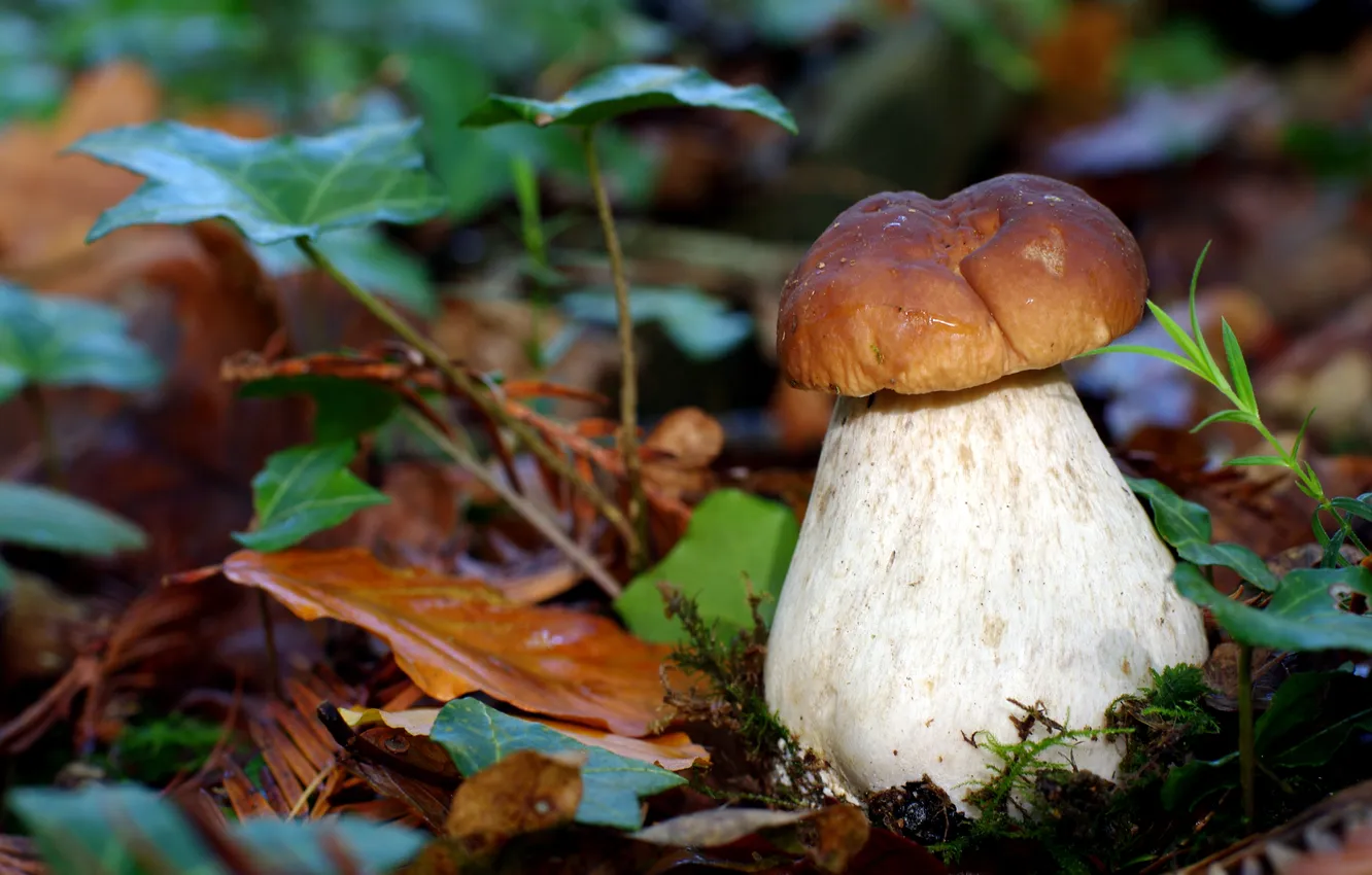 Photo wallpaper autumn, nature, foliage, mushroom, Borovik