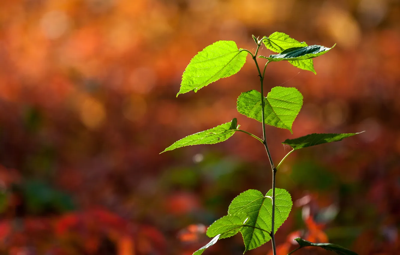 Photo wallpaper leaves, branches, nature, Rostock