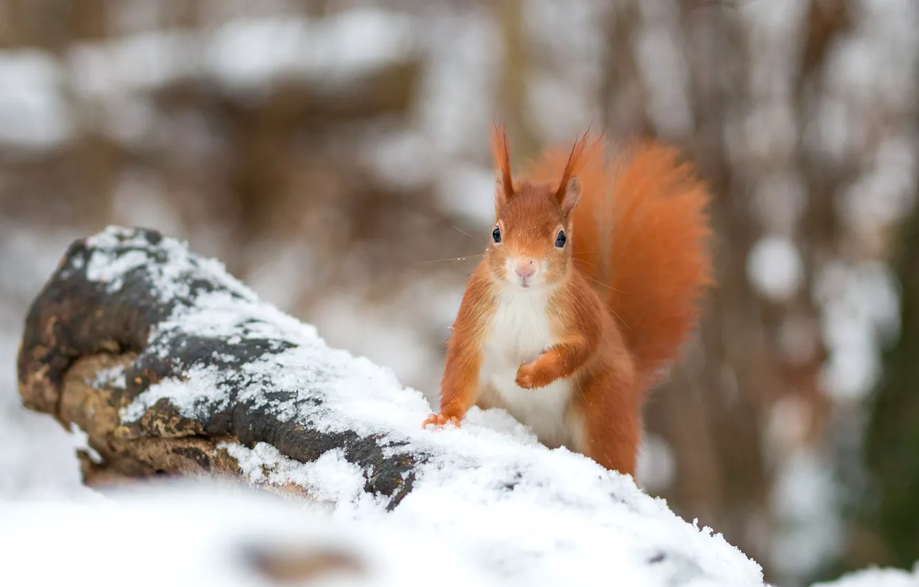 Photo wallpaper winter, snow, nature, pose, protein, log, bokeh