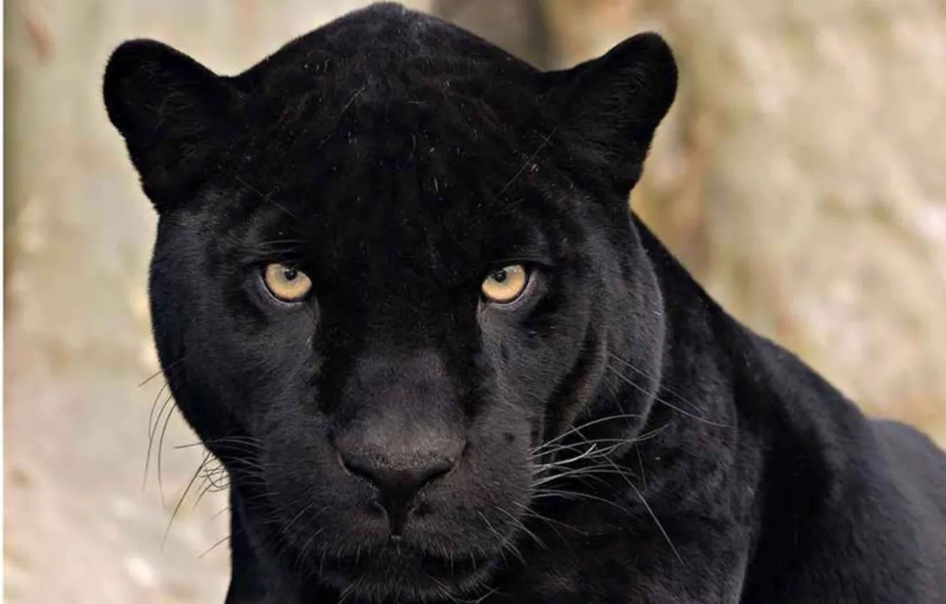 Photo wallpaper leopard, animal, wildlife, Black Panther, water down., bigcats