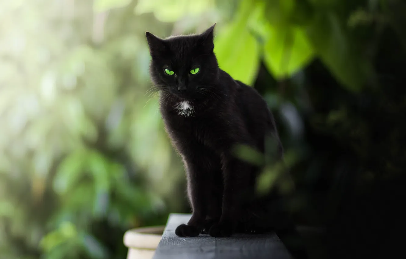 Photo wallpaper cat, look, green eyes, bokeh, black cat