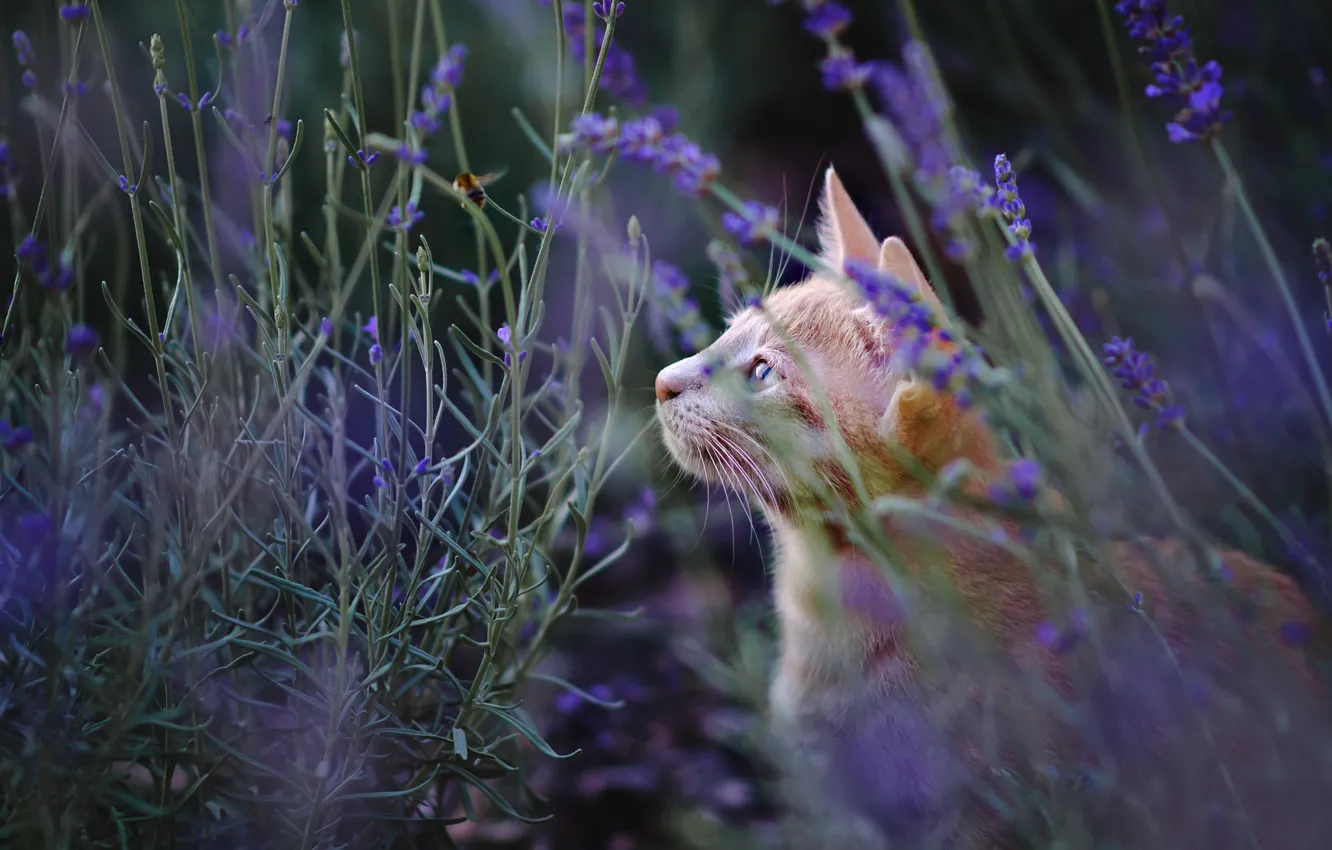Photo wallpaper cat, summer, cat, look, face, flowers, nature, glade