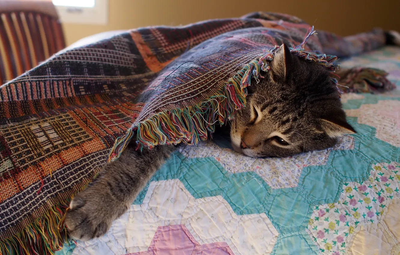 Photo wallpaper cat, cat, face, grey, room, stay, bed, paws