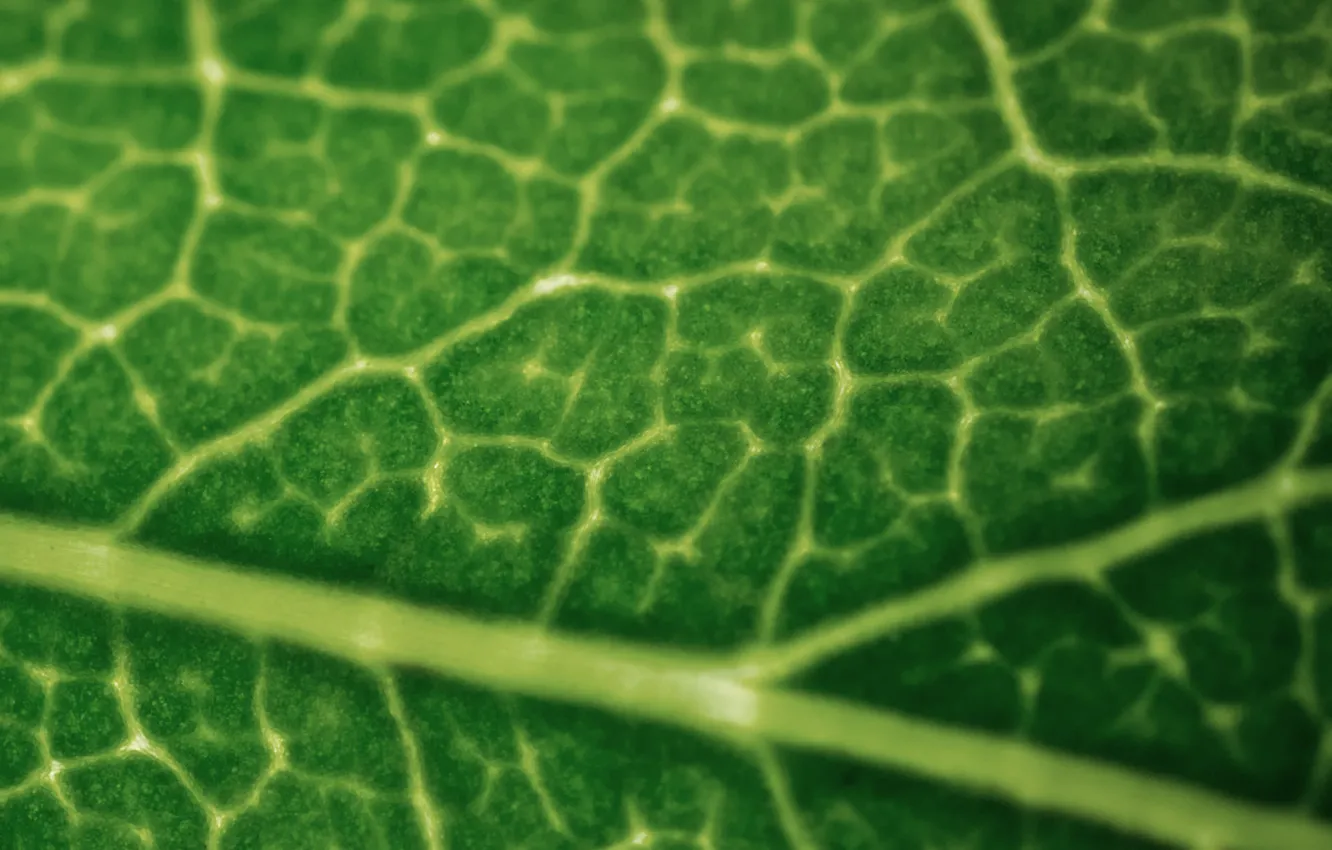 Photo wallpaper macro, sheet, green, plant, veins