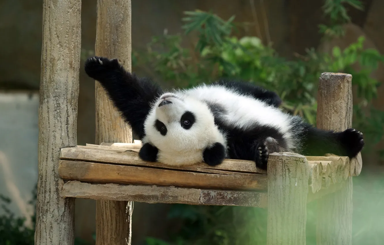 Photo wallpaper pose, Board, legs, bear, bear, Panda, lies, bear