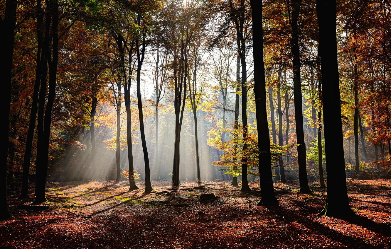 Photo wallpaper autumn, forest, leaves, trees, light, sunshine, forest, rays of light