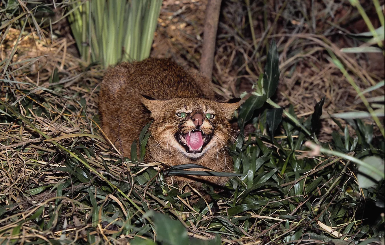 Photo wallpaper cat, growls, wild, panuska cat