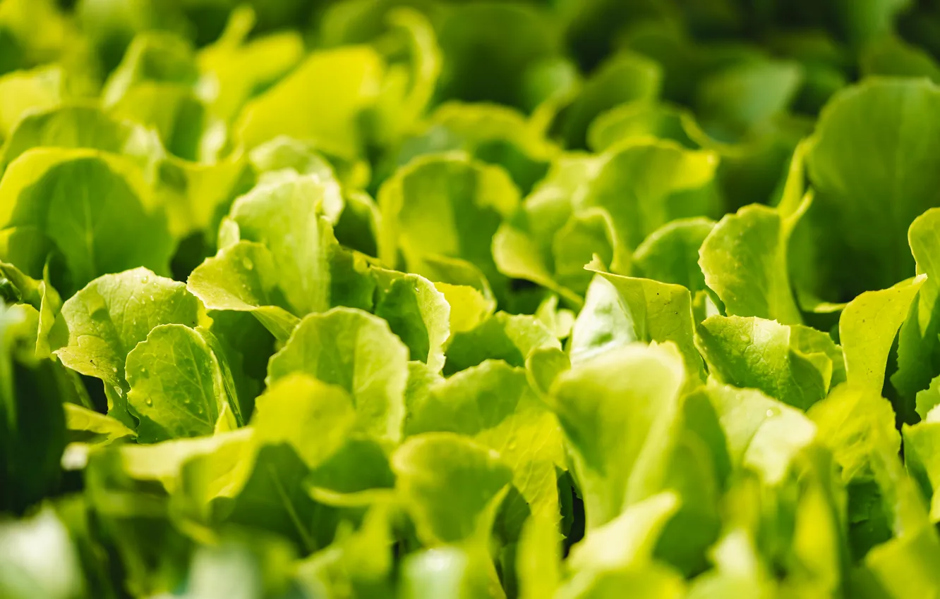 Photo wallpaper green, plantation, lettuce