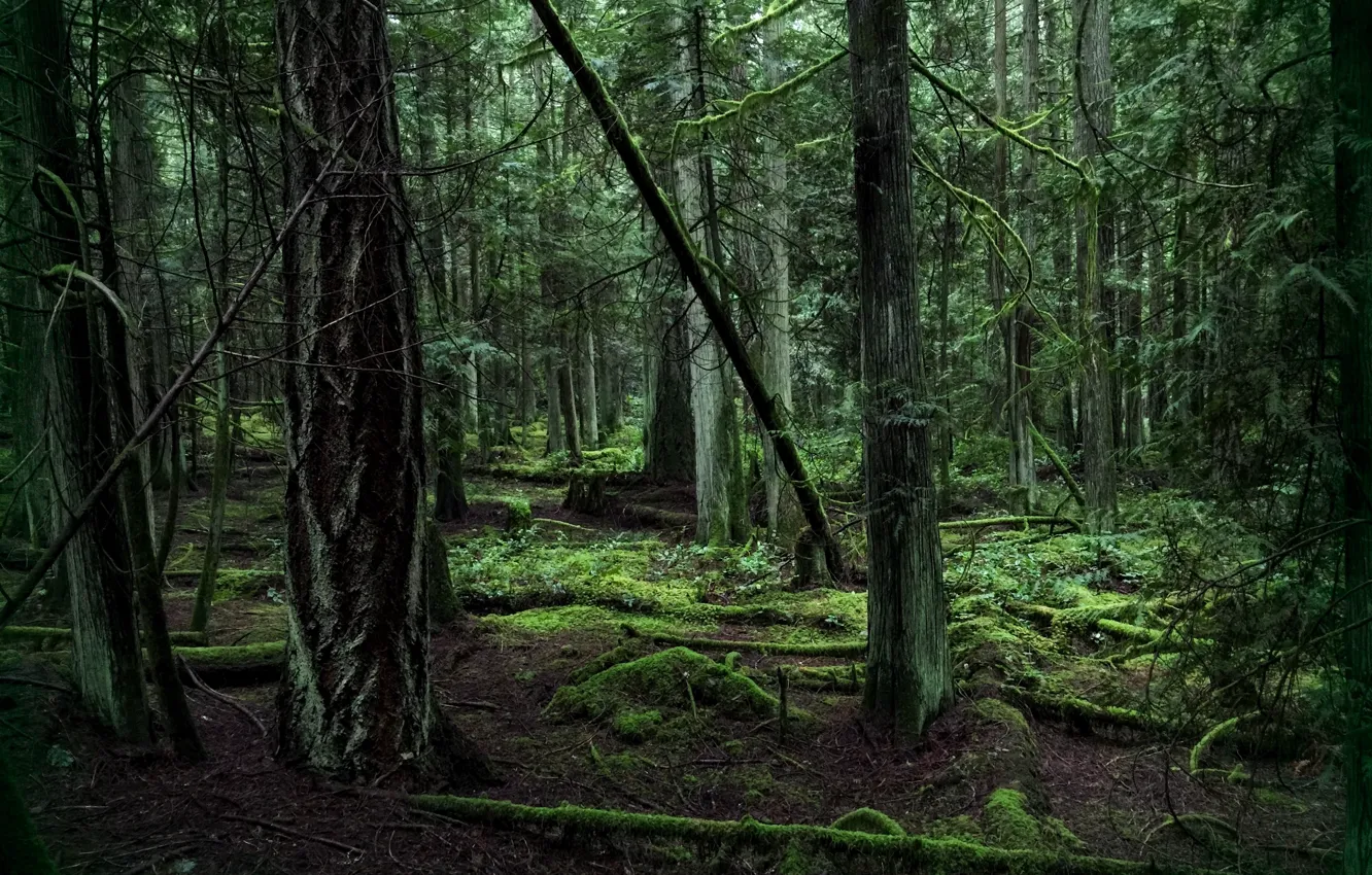 Photo wallpaper forest, trees, nature, moss