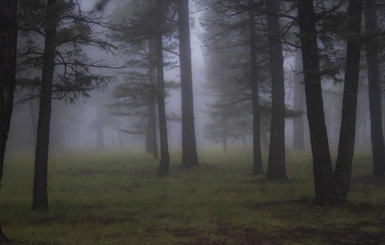 Photo wallpaper forest, trees, nature, fog, Colorado, USA, USA, Colorado