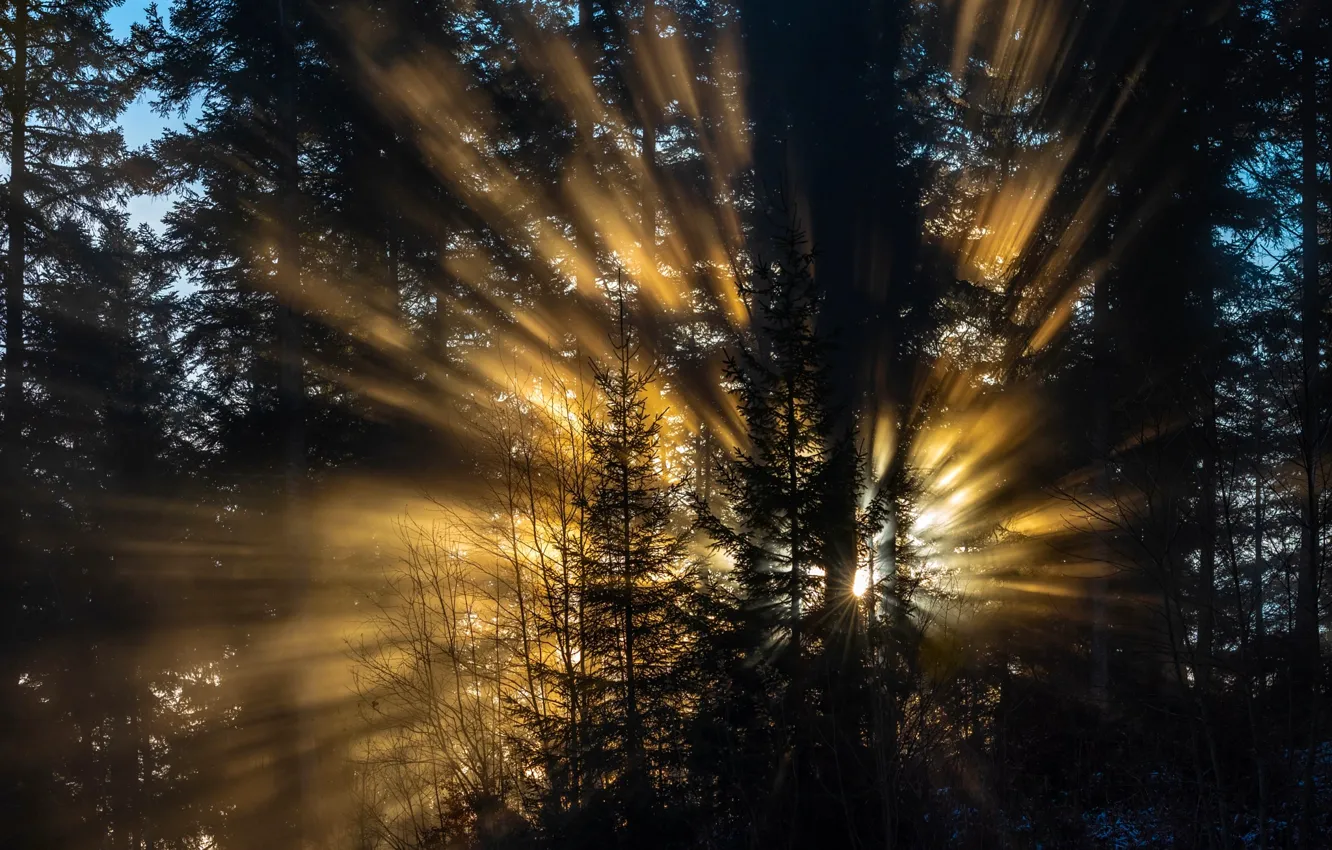 Photo wallpaper forest, rays, light, trees, nature